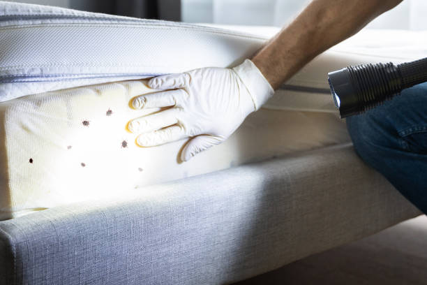 Best Insect Control  in Taneytown, MD